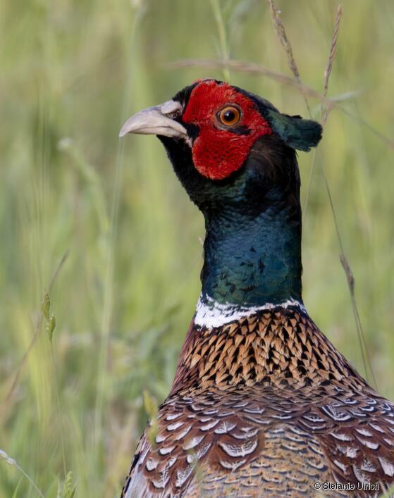 Piep einmal! Der Jagdfasan