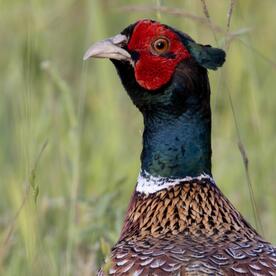 Piep einmal! Der Jagdfasan