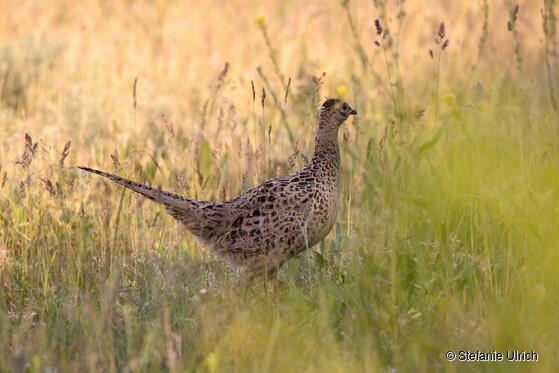Weiblicher Jagdfasan