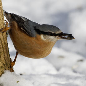 Piep einmal! Der Kleiber