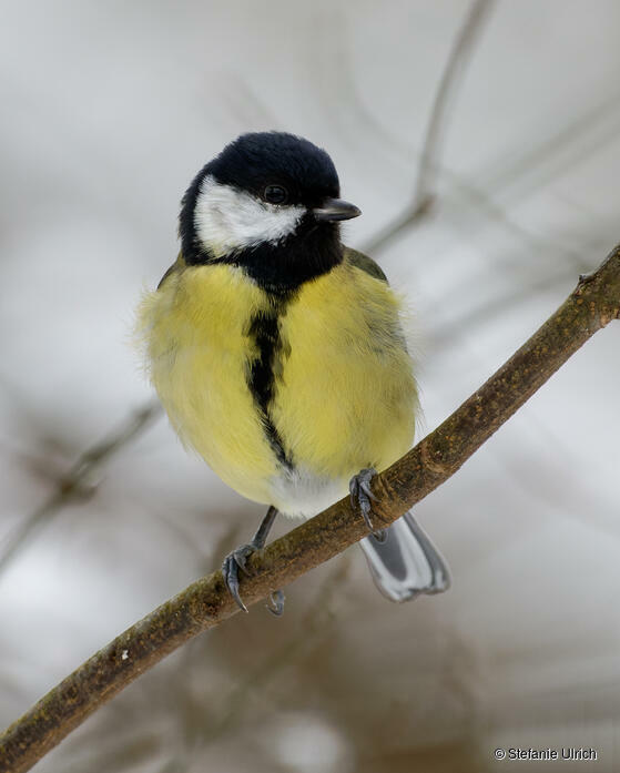 Piep einmal! Die Kohlmeise