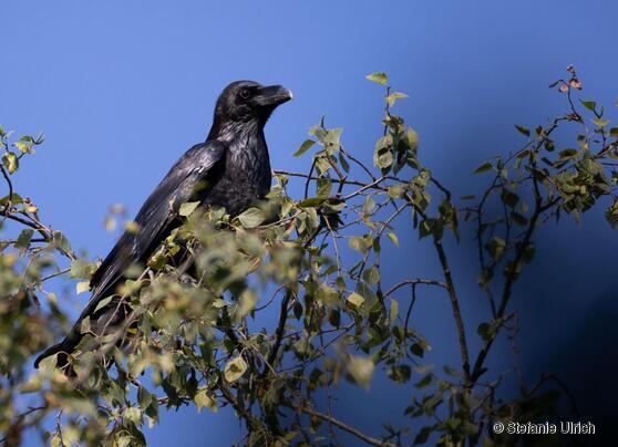 Piep einmal! Der Kolkrabe