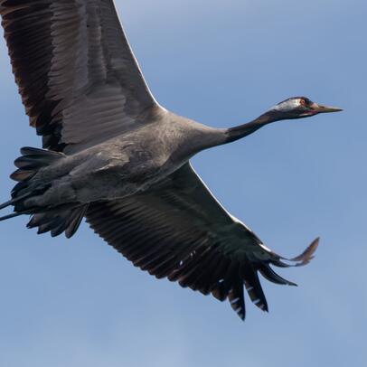 Piep einmal! Der Kranich