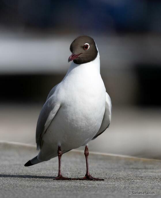 Piep einmal! Die Lachmöwe
