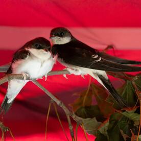 Piep einmal! Die Mehlschwalbe