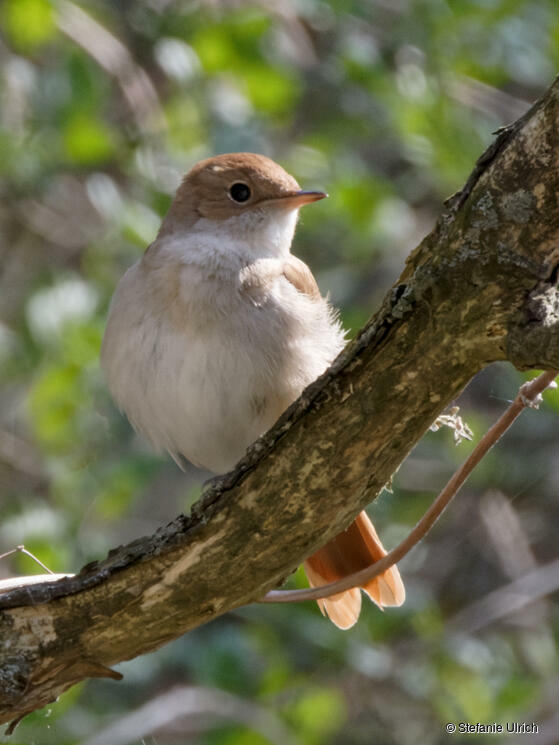 Piep einmal! Die Nachtigall