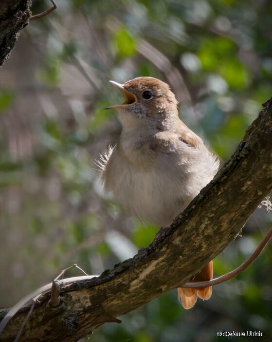 Dann schmettern sie ihre Arien - ganz laut!