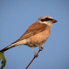 Piep einmal! Der Neuntöter
