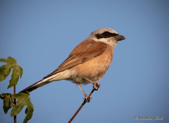 Piep einmal! Der Neuntöter