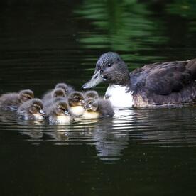 Piep einmal! Die Pommernente