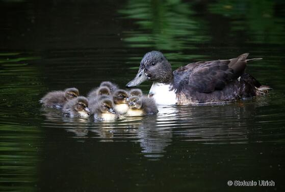 Piep einmal! Die Pommernente