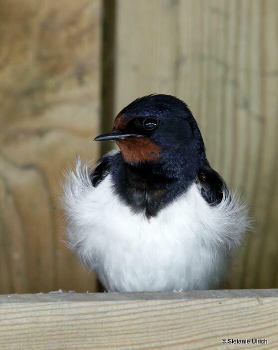 Piep einmal! Die Rauchschwalbe