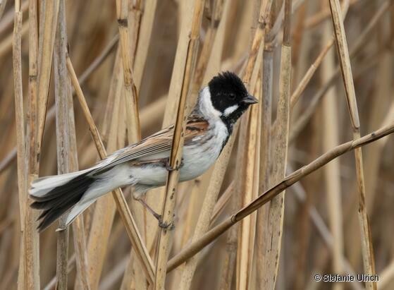 Piep einmal! Die Rohrammer