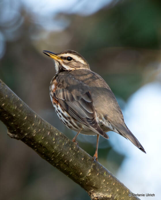 Piep einmal! Die Rotdrossel