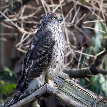 Piep einmal! Der Rothabicht