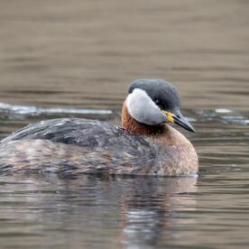 Piep einmal! Der Rothalstaucher