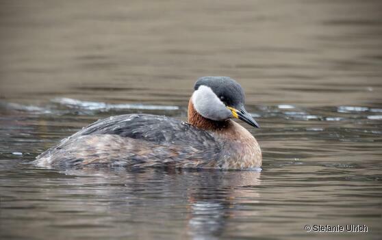Piep einmal! Der Rothalstaucher