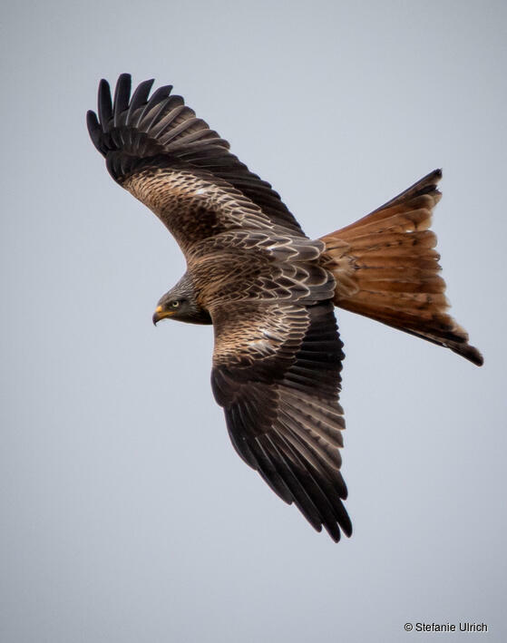 Piep einmal! Der Rotmilan