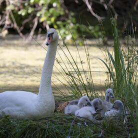 Piep einmal! Der Höckerschwan