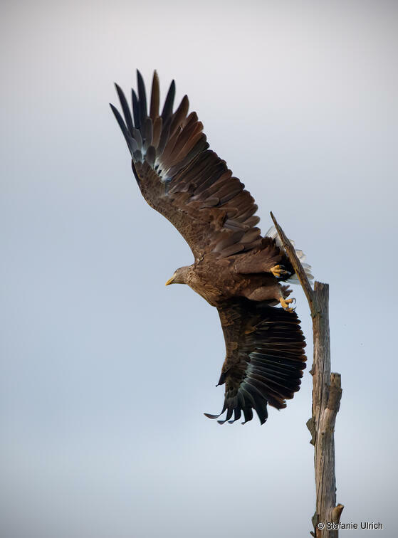 Piep einmal! Der Seeadler