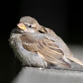 Piep einmal! Der Haussperling (Spatz)