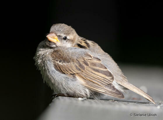 Piep einmal! Der Haussperling (Spatz)