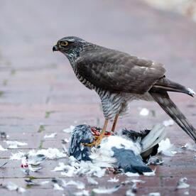 Piep einmal! Der Sperber