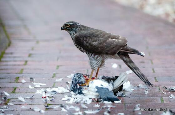 Piep einmal! Der Sperber