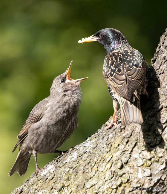 Ein Star füttert sein Junges