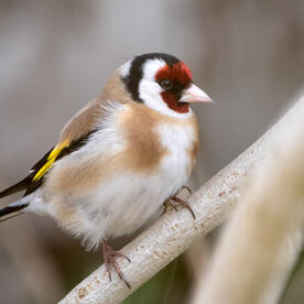 Piep einmal! Der Stieglitz