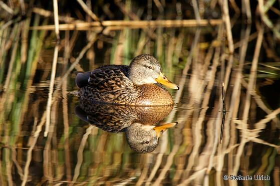 Piep einmal! Die Stockente