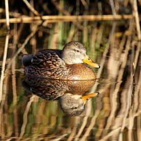 Piep einmal! Die Stockente