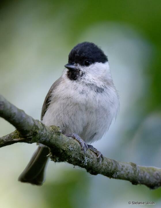 Piep einmal! Die Sumpfmeise