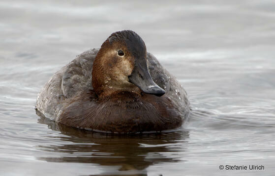 Piep einmal! Die Tafelente