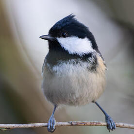 Piep einmal! Die Tannenmeise