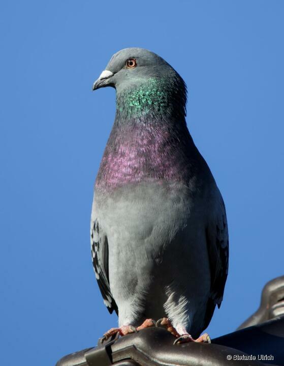 Piep einmal! Die Stadttaube