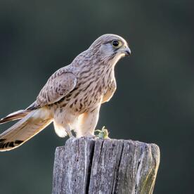 Piep einmal! Der Turmfalke