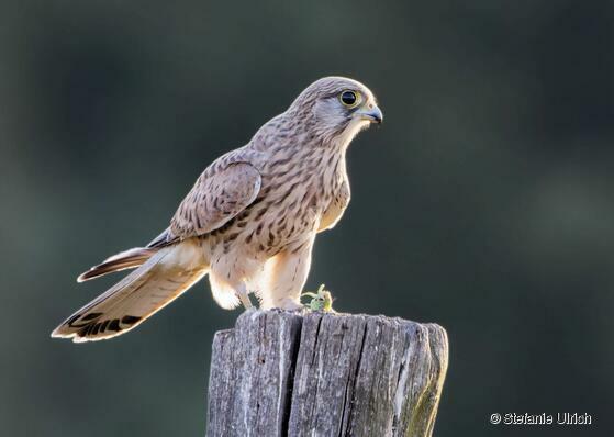 Piep einmal! Der Turmfalke