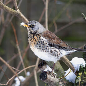 Piep einmal! Die Wacholderdrossel