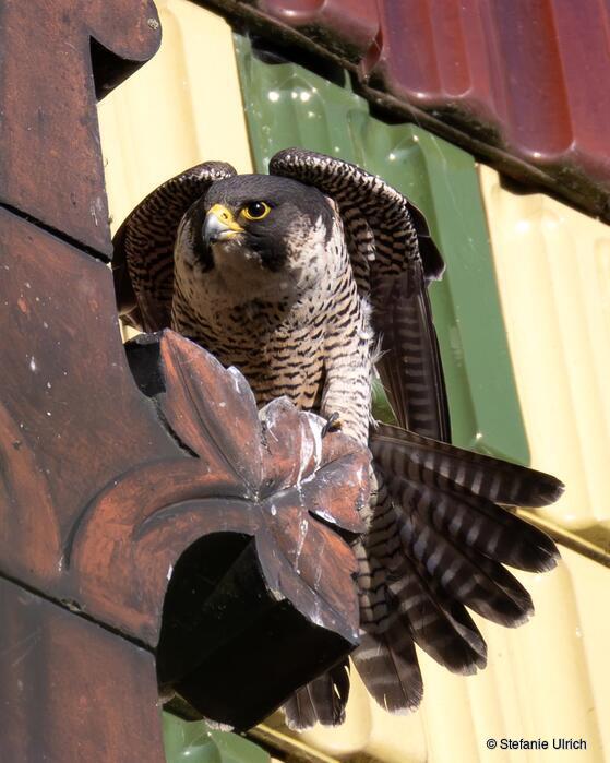 Piep einmal! Der Wanderfalke