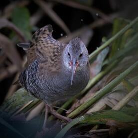 Piep einmal! Die Wasserralle