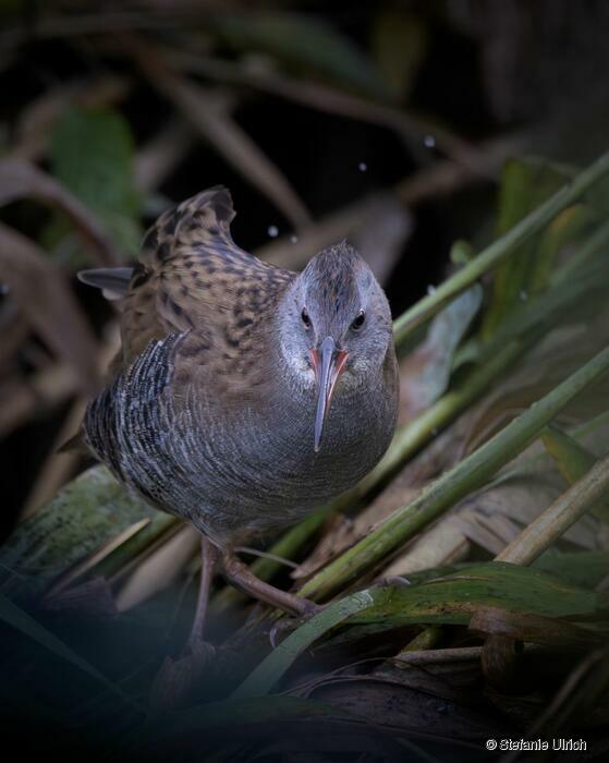 Piep einmal! Die Wasserralle