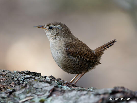 Piep einmal! Der Zaunkönig