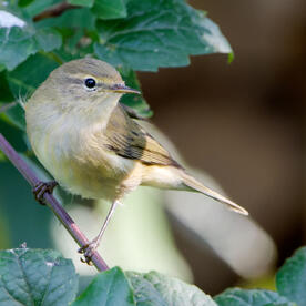 Piep einmal! Der Zilpzalp