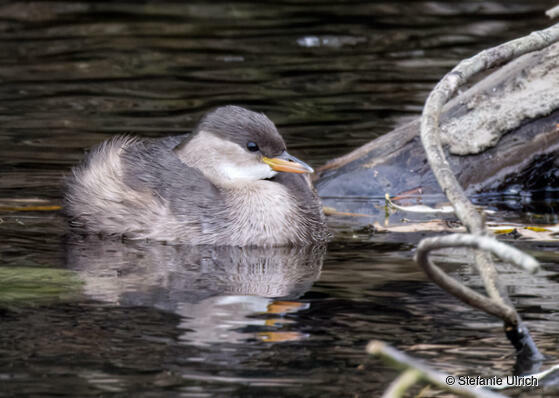 Piep einmal! Der Zwergtaucher