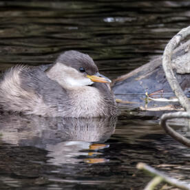 Piep einmal! Der Zwergtaucher