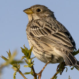 Piep einmal! Die Grauammer