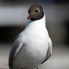 Piep einmal! Die Lachmöwe