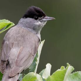 Piep einmal! Die Mönchsgrasmücke