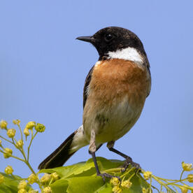 Piep einmal! Das Schwarzkehlchen